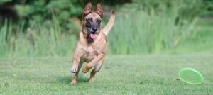 Dog Frisbee