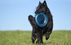 Dog Frisbee hondensport