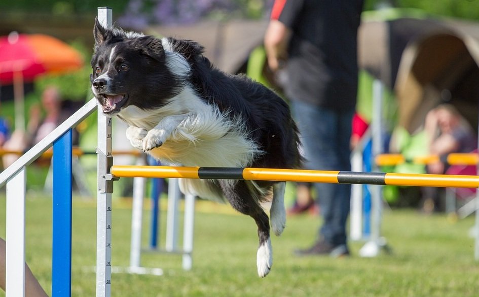 agility springen