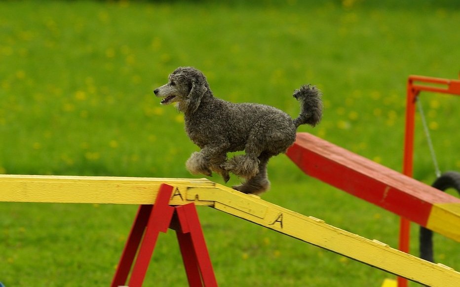 Agility